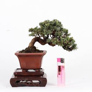 日本小品盆栽 杜松 古林盆景园