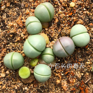 【金铃多肉】金铃多肉品牌,价格 - 阿里巴巴