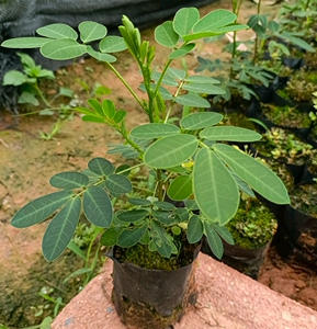 黄金槐双荚槐花盆栽室外耐寒四季常青开花 种植灌木花苗当年开花