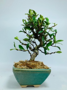 日本进口一寸法师栀子花矮霸大树造型小品微型桌面盆景