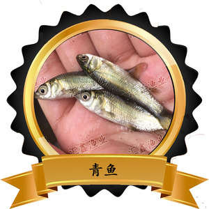 螺蛳青鱼苗