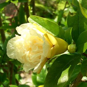 福建产地(药用)正品/重瓣白石榴花茶/腹泻拉肚子流鼻血天然干花