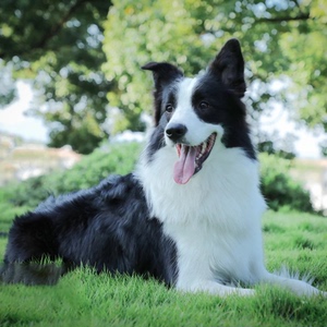 边牧边境牧羊犬幼犬纯种活体黑白陨石金边双血统赛级宠物狗狗活物