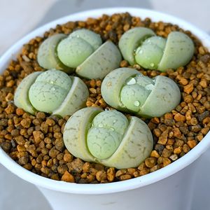 裸根不带土多肉植物绿色生石花绿绫耀玉美观趣味花卉阳台窗台庭院