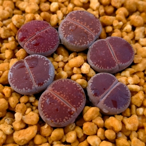 日轮红色生石花组合套餐多肉植物美观趣味阳台窗台庭院裸根防辐射