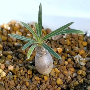 块根象牙宫多肉植物绿植盆栽吸甲醛净化空气夏季生长旺季容易养