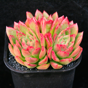 48元起包邮 红玉冬云 多肉植物组合盆栽 室内阳台绿植叶插12.12