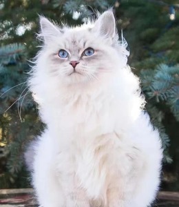 西森西伯利亚森林猫挪威森林幼猫缅因猫银虎幼崽涅瓦色双血统赛级