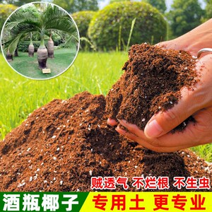 酒瓶椰子苗