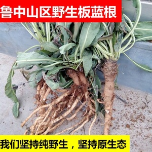 野生板蓝根,中药材板蓝根,纯野生,整棵带土,真正大山里土特产