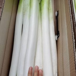 大葱白