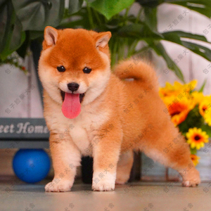 柴犬幼犬纯种日本柴犬活物黄柴中小型犬豆柴秋田家庭宠物cku犬舍