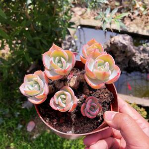 多肉植物达芬奇群生老桩一物一拍 4年整桩群生 精控木质化粗桩