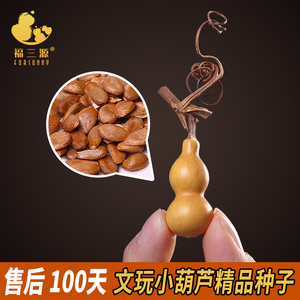手捻小葫芦籽文玩天然特小草里金小葫芦籽观赏盆栽阳台种子小美国