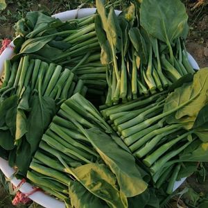 潮汕农家新鲜中花芥兰菜新鲜应季蔬菜 芥兰芥蓝广东好吃下饭菜