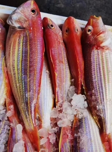 电白特产博贺港深海天然金丝鱼刀鲤鱼钓口红杉鱼海钓金线鱼冰鲜海