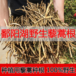 江西鄱阳湖野生藜蒿根2斤种植专用 芦蒿根泥蒿根红梗篱蒿黎耗根