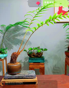 老桩单芽狗脊蕨盆栽观叶常绿蕨类植物室内庭院喜阴易养植物网红蕨