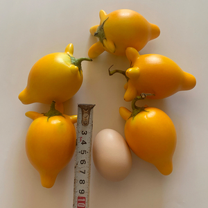 2023年成熟五指乳茄果大黄金茄新鲜登科奶果五代同堂果实摆放年花