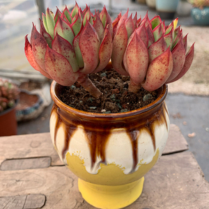 红花女王多肉植物