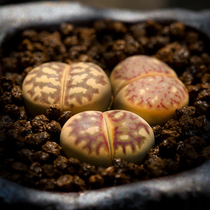 丽虹玉生石花闪电红纹多肉植物萌肉肉屁股花屁屁室内盆栽