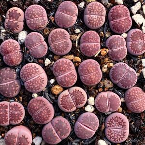 紫李夫人生石花 3年母本 紫饼干紫贝壳精品紫色pp花 嵩诚园艺