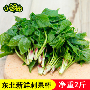 东北刺五加顺丰包邮刺果棒新鲜特产刺骨棒山野菜辽宁健康蔬菜