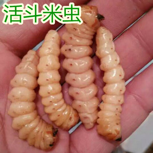 野生斗米虫活虫带树枝 倒钩刺虫 云实树虫 宝宝不吃饭开胃消食