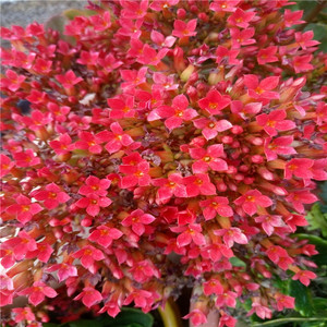 凤尾长寿花苗花卉盆栽老品种单瓣大红草地三色单如意易养懒人绿植