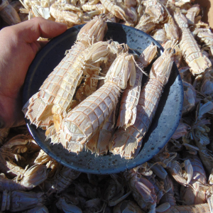 10斤散装皮皮虾干濑尿虾虾爬子干煲粥煲汤火锅底料用干度好没肉