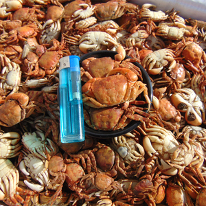 螃蟹干10斤散装香辣小海鲜火锅水产煲汤摆地摊食用食材海鲜干货