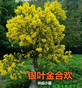 澳洲品种银叶金合欢树苗 盆栽金合欢苗 公园庭院度假村观赏风景树