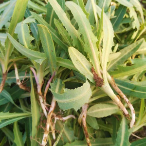 曲麻菜种籽 野菜苦麻菜种子野生苦菜苦荬菜四季春季夏季专用种植