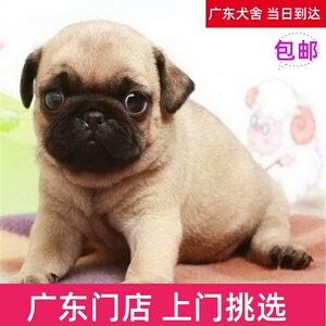 大熊熊宠物会所淘宝无偿领养纯种巴哥幼犬活体短毛小型哈巴狗憨厚小