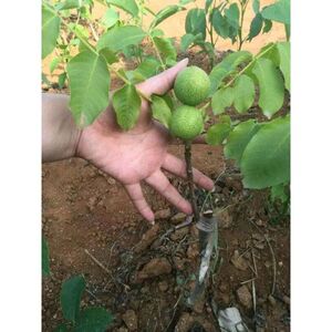 东北文玩核桃树苗核桃楸苗秋子树苗胡桃楸苗景观绿化树苗干果苗