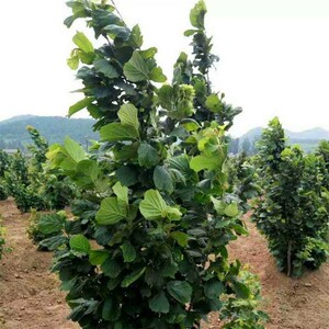 美国大榛子树苗山板栗苗 种植榛子苗树地栽辽宁 结果北方当年盆栽