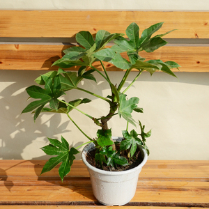 武汉八角金盘植物老板树绿植盆栽 室内防辐射八爪金盘大叶伞植物