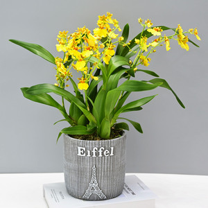 兰花洋兰皇后跳舞兰文心兰蜜糖盆栽室内净化空气办公桌绿植花包邮