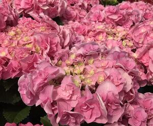 00可可r21淘宝进口新款重瓣绣球花苗爱意革命雷王列车辉夜姬三河