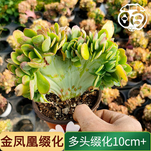 金凤凰缀化云南多肉植物花卉组合盆栽基地直发满20元包邮