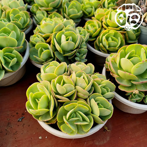 碧桃 鸡蛋莲花老桩群生多肉植物花卉绿植防辐射盆栽云南基地包邮