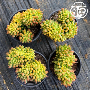 果冻春萌缀化柠檬手指多肉植物包邮云南多肉多彩萌肉园艺柠檬手指