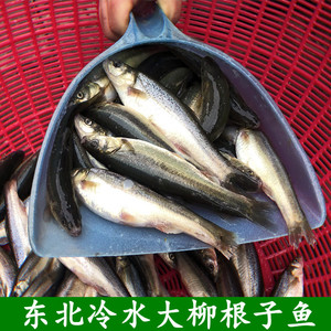柳根子鱼黑龙江土特产鲜活速冻新鲜食用冷水柳根鱼淡水小杂鱼河鱼