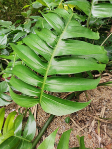 麒麟叶麒麟尾龟背竹野生药用花卉中草药材观赏绿植物盆栽种植苗