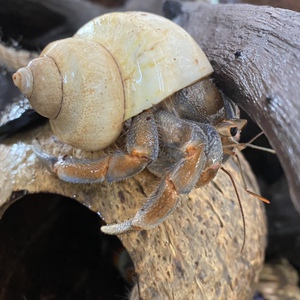 宠物陆寄居蟹草莓灰白短腕深紫陆凹足陆生蟹淡水宠物lila淡紫西伯