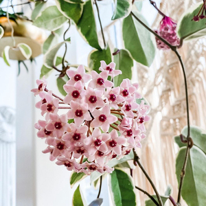 花叶球兰锦叶心叶球兰花叶带锦盆栽攀援植物室内耐热耐旱外锦