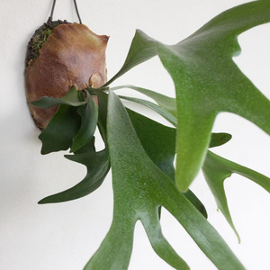 鹿角蕨 多洛库二歧鹿角植物绿植室内窗台阳台盆栽北欧风耐阴耐热