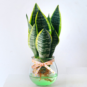 金边虎皮兰高矮品种植物室内大盆栽虎尾兰裸苗客厅水培白玉花卉苗