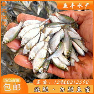 白鲢鱼苗 跳鲢鱼苗 鲢鱼苗 鲢鱼鱼苗 淡水活体鱼苗 白条鱼 半斤