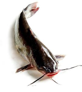 洛阳同城鲜活水产清江鱼鮰鱼2斤左右可免费宰杀